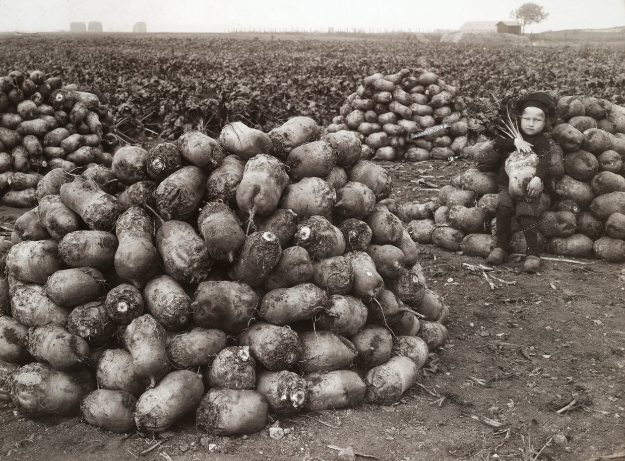 Una bambina con mucchi di rape raccolte, vicino a Landskrona, Svezia, 1910 da Unbekannt