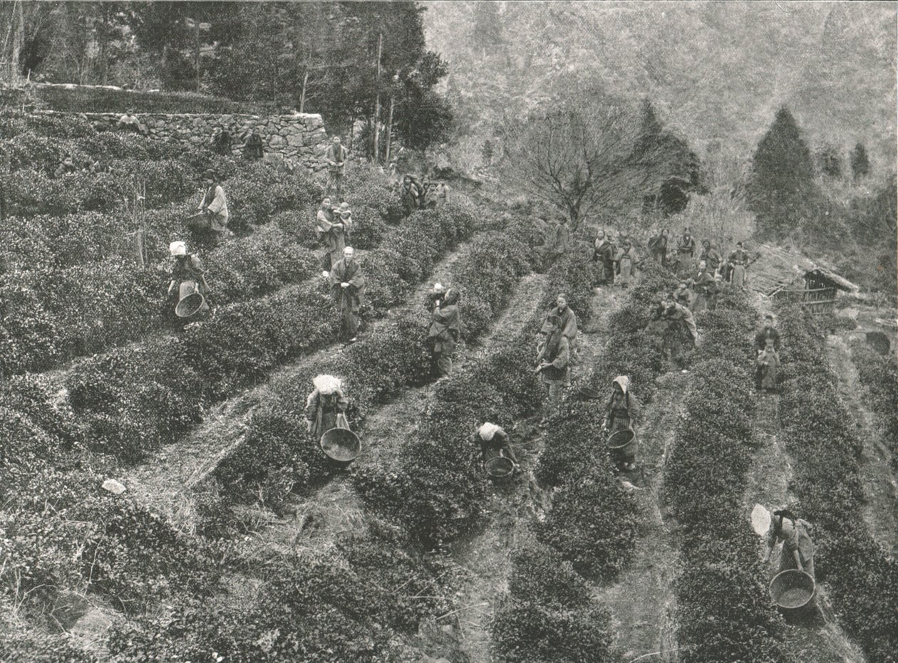 Una piantagione di tè fuori città, Kobe, Giappone, 1895 da Unbekannt