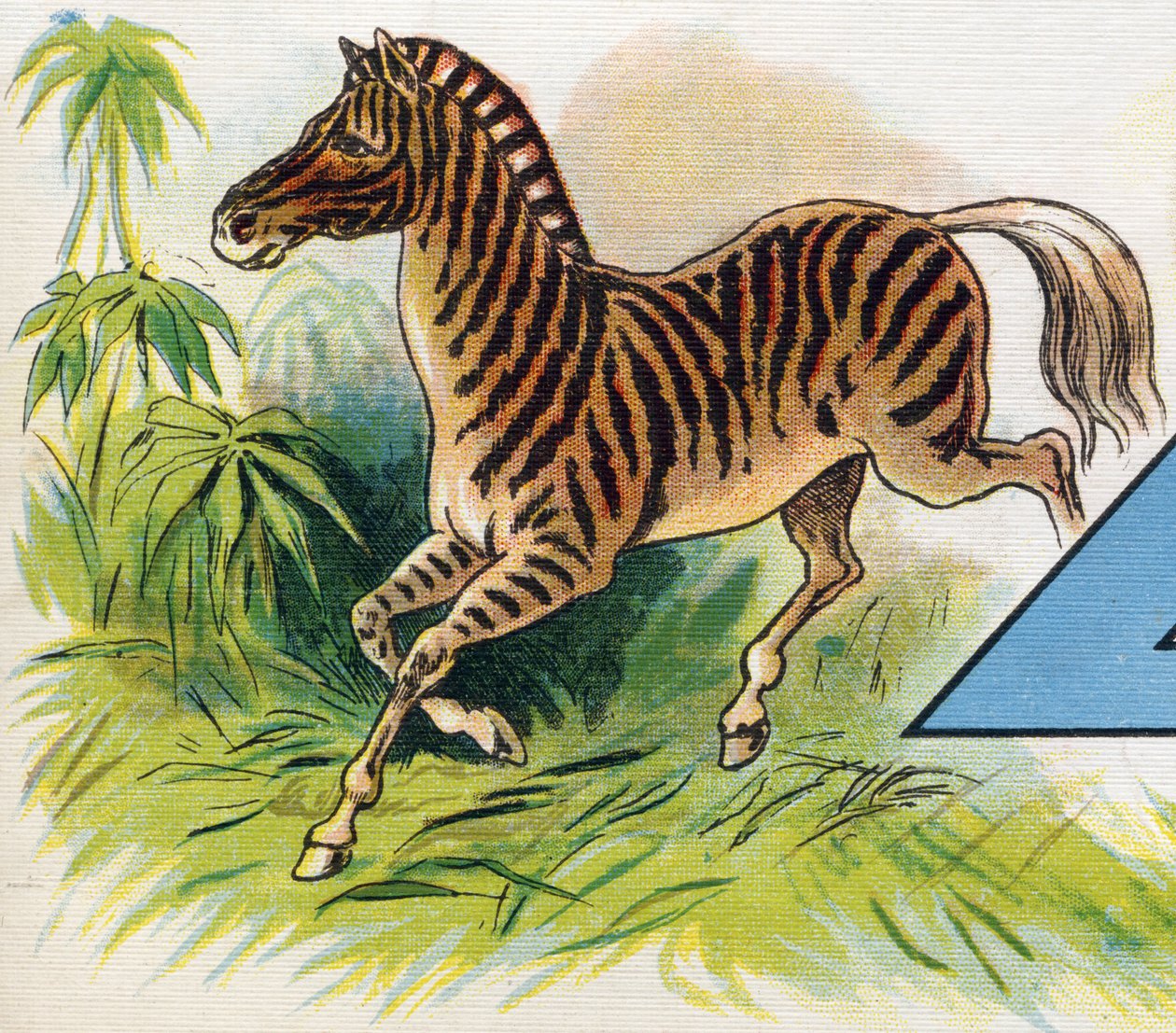 Una zebra. Incisione in "ABC L