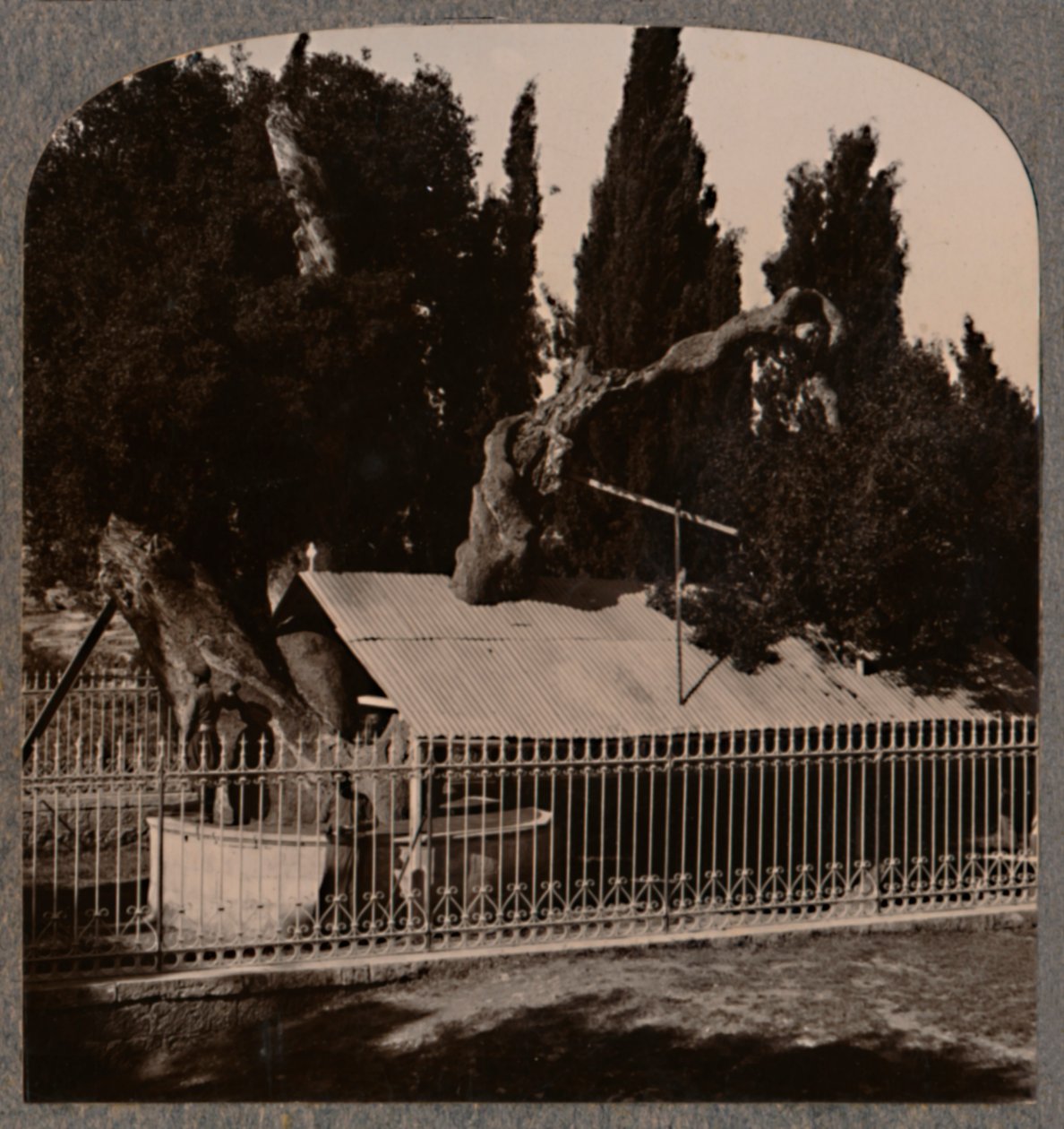 Quercia di Abramo vicino a Hebron da Unbekannt