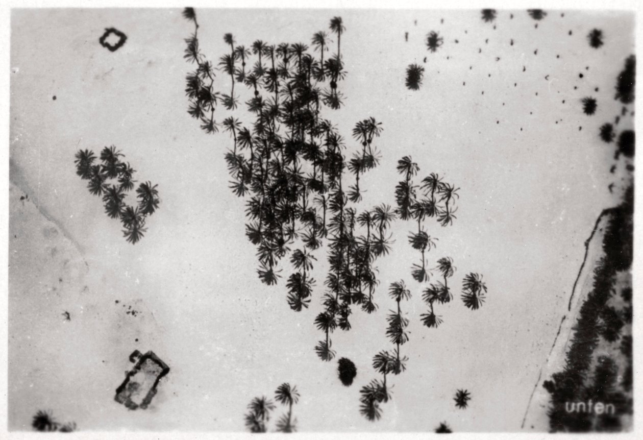 Veduta aerea delle ombre delle palme nel deserto arabico, da un dirigibile, 1931-1933 da Unbekannt