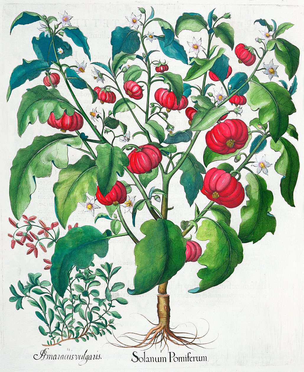 Piante di pomodoro africano e maggiorana, 1613 da Unbekannt