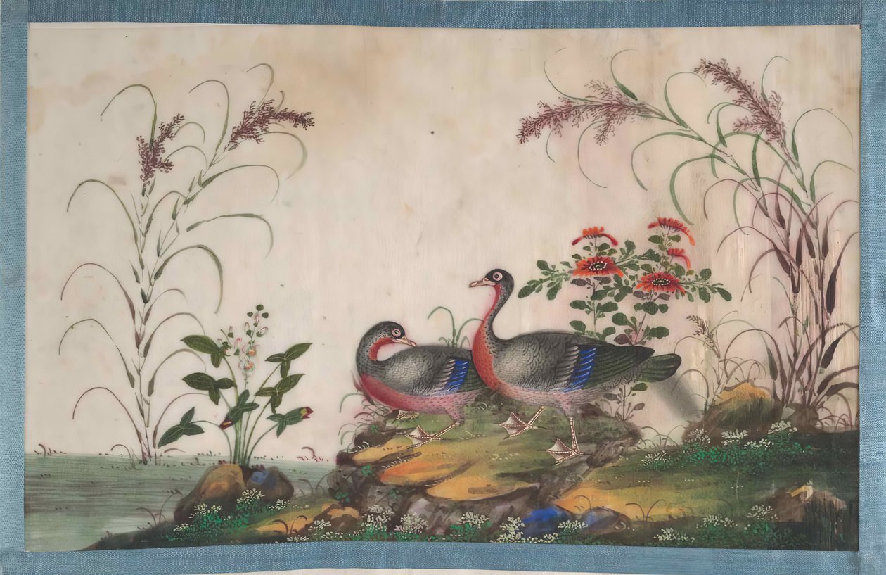 Album contenente dodici dipinti di uccelli, XIX secolo da Unbekannt