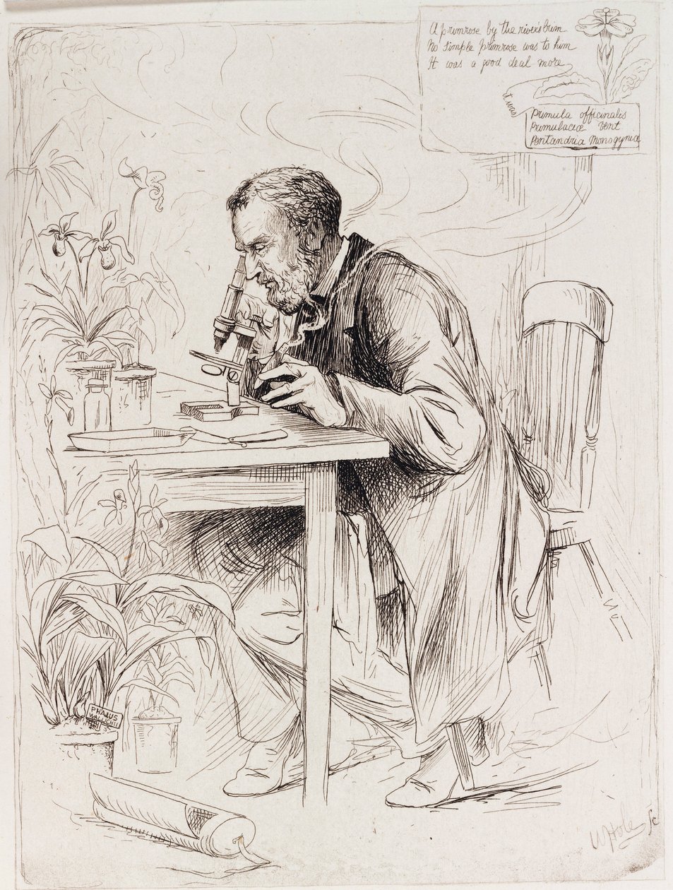 Alexander Dickson, botanico da Unbekannt