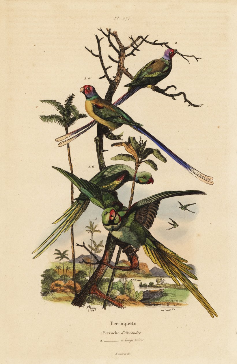 Parrocchetto alessandrino, Psittacula eupatria, e parrocchetto a coda lunga, Psittacula longicauda da Unbekannt