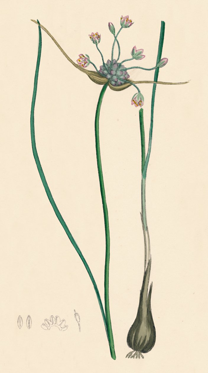 Allium oleraceum, var. genuinum. Aglio dei campi, var. a, XIX secolo da Unbekannt