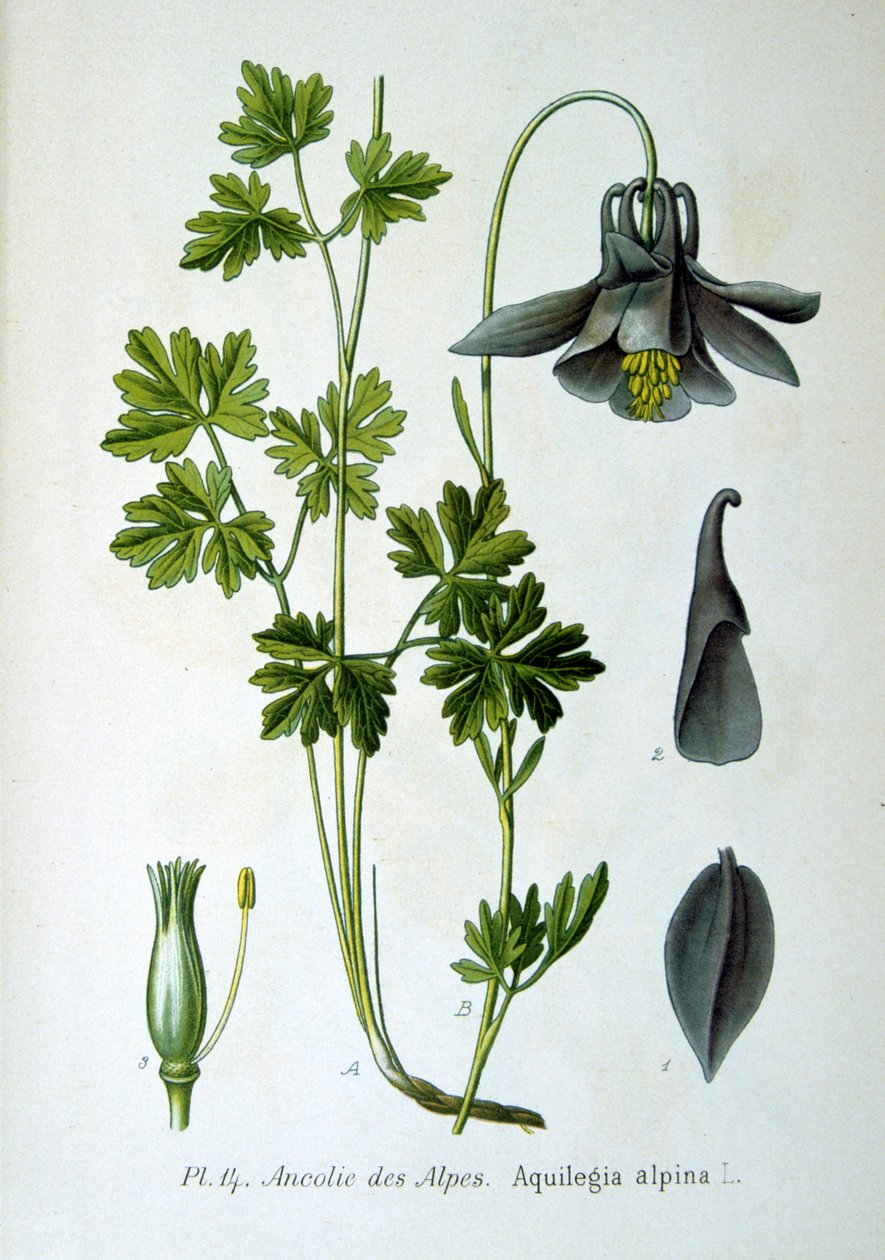 Colombina alpina, 1893 da Unbekannt