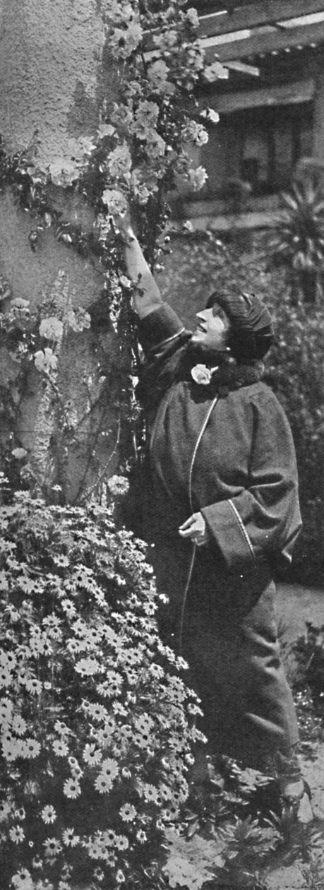 Amelita Galli-Curci - La grande diva che raccoglie rose, i suoi fiori preferiti, c1925 da Unbekannt