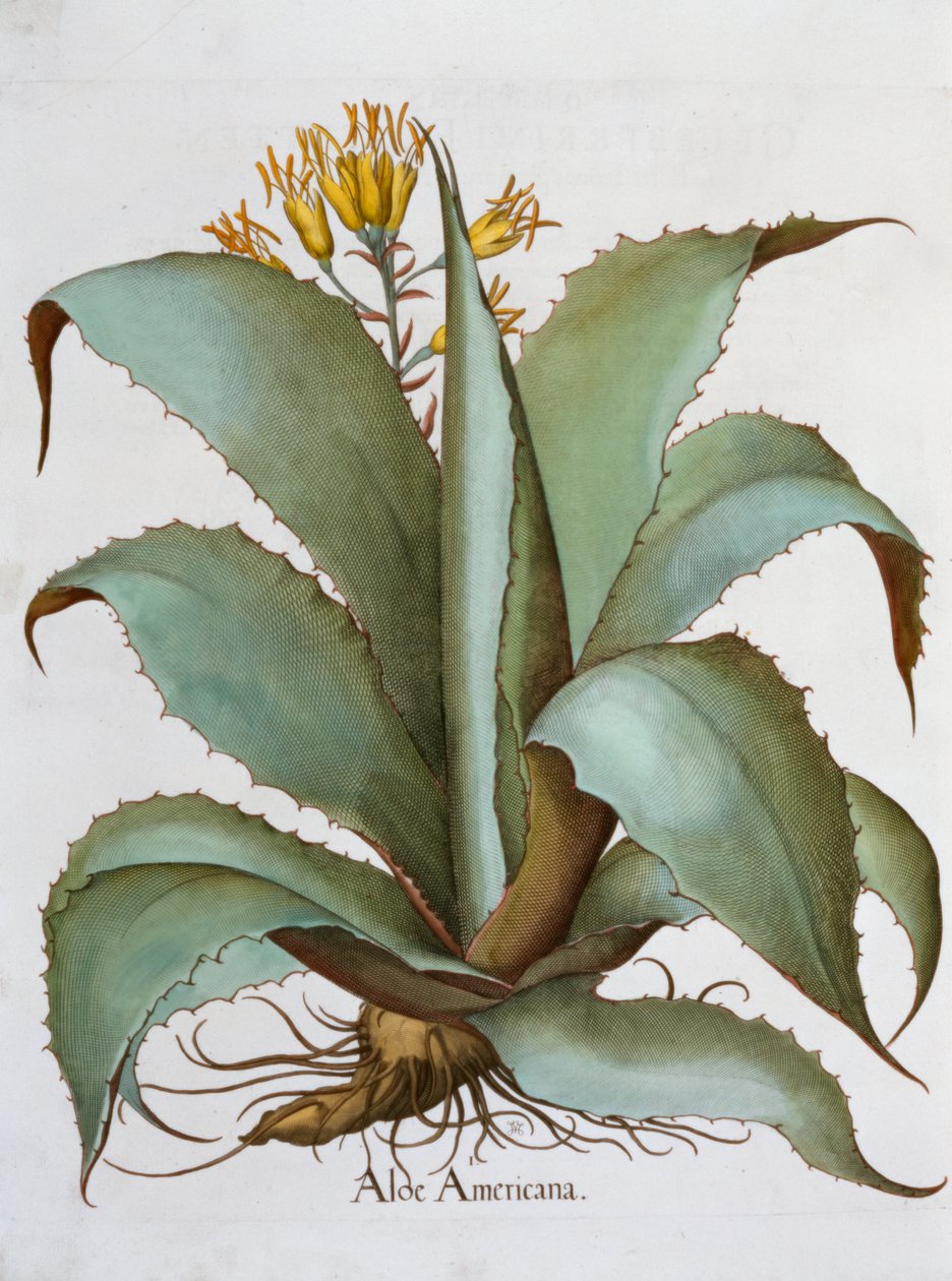 Aloe americana, 1613 da Unbekannt