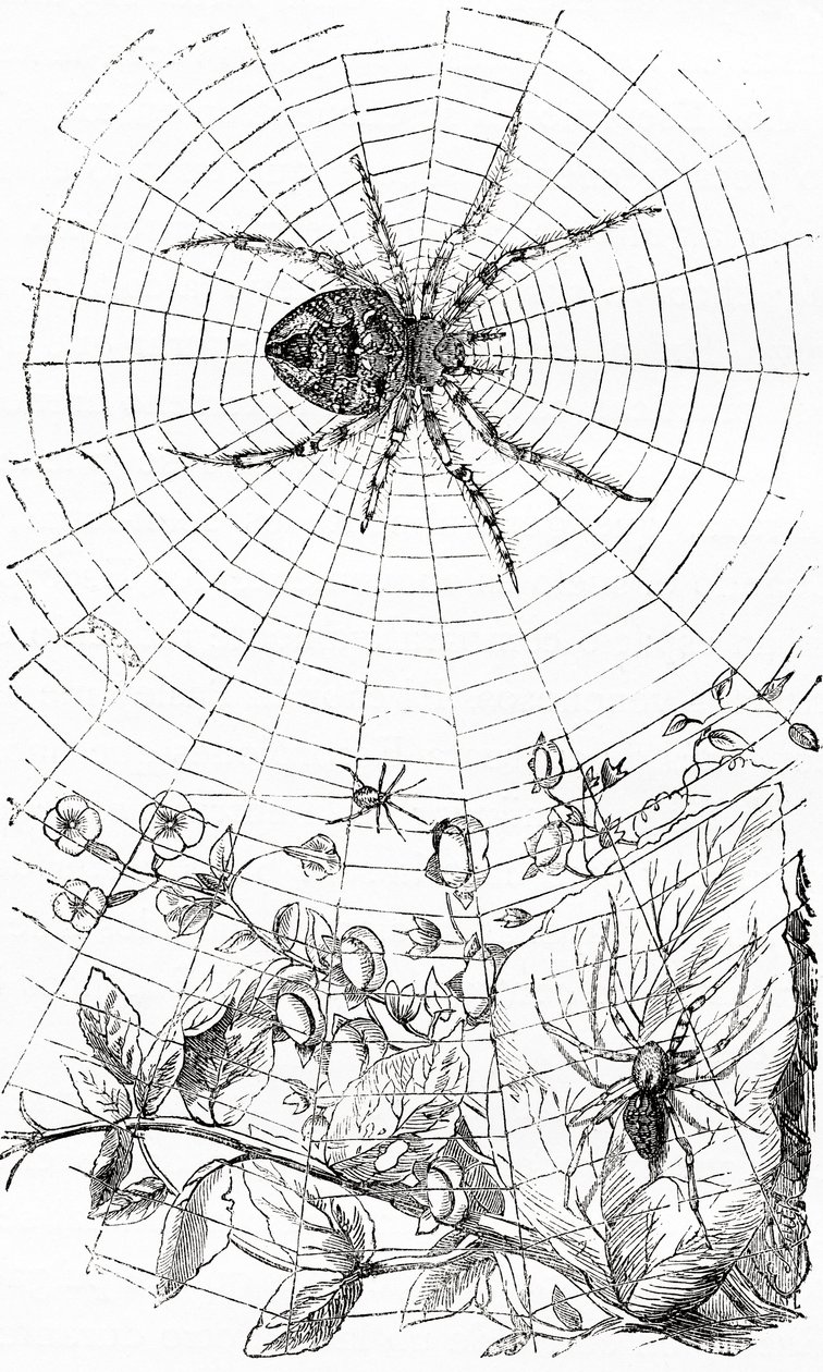 Un ragno tessitore orbicolare o araneide da Unbekannt