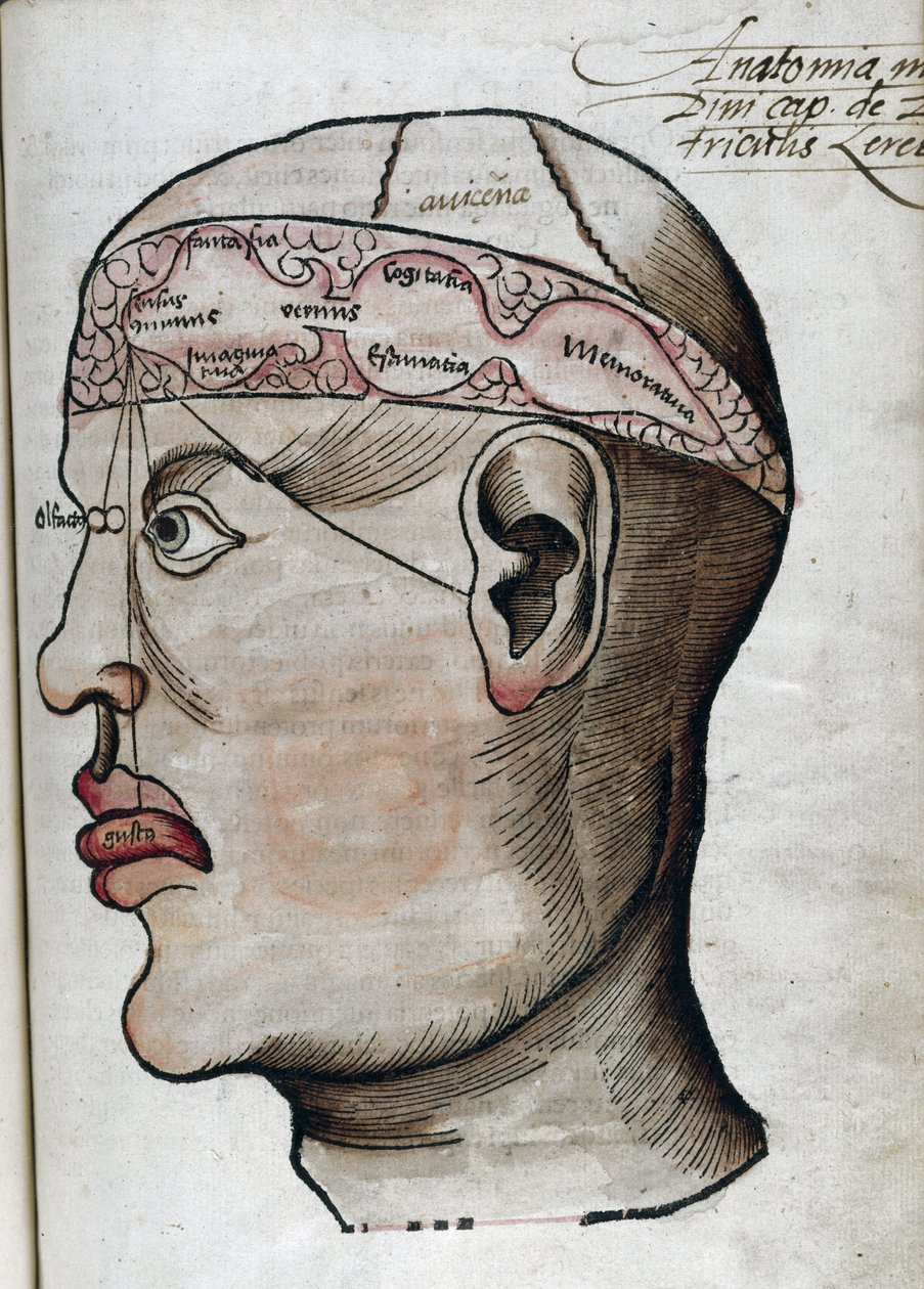 Anatomia XVI secolo: sezione del cervello, per lo studio della localizzazione delle diverse funzioni cerebrali e degli organi della testa che vi sono collegati da Unbekannt