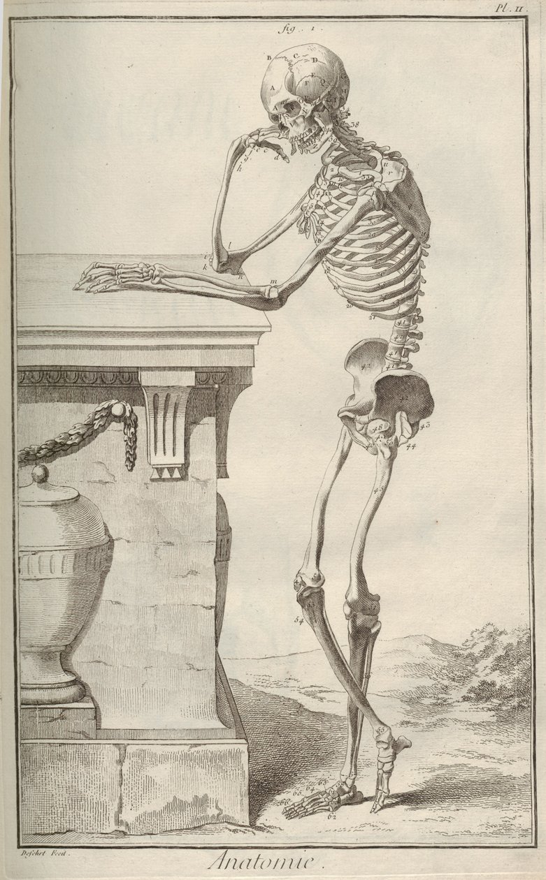 Anatomia. Dall