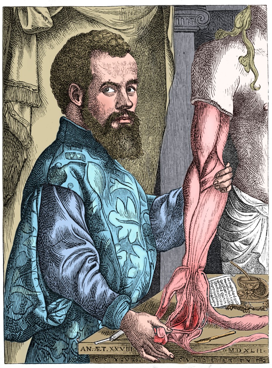 Andreas Vesalius, anatomista fiammingo del XVI secolo da Unbekannt