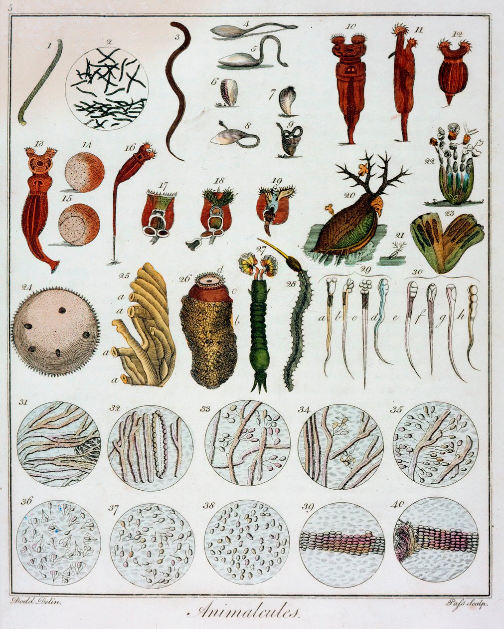 Animalcules osservati da Anton van Leeuwenhoek, c1795 da Unbekannt