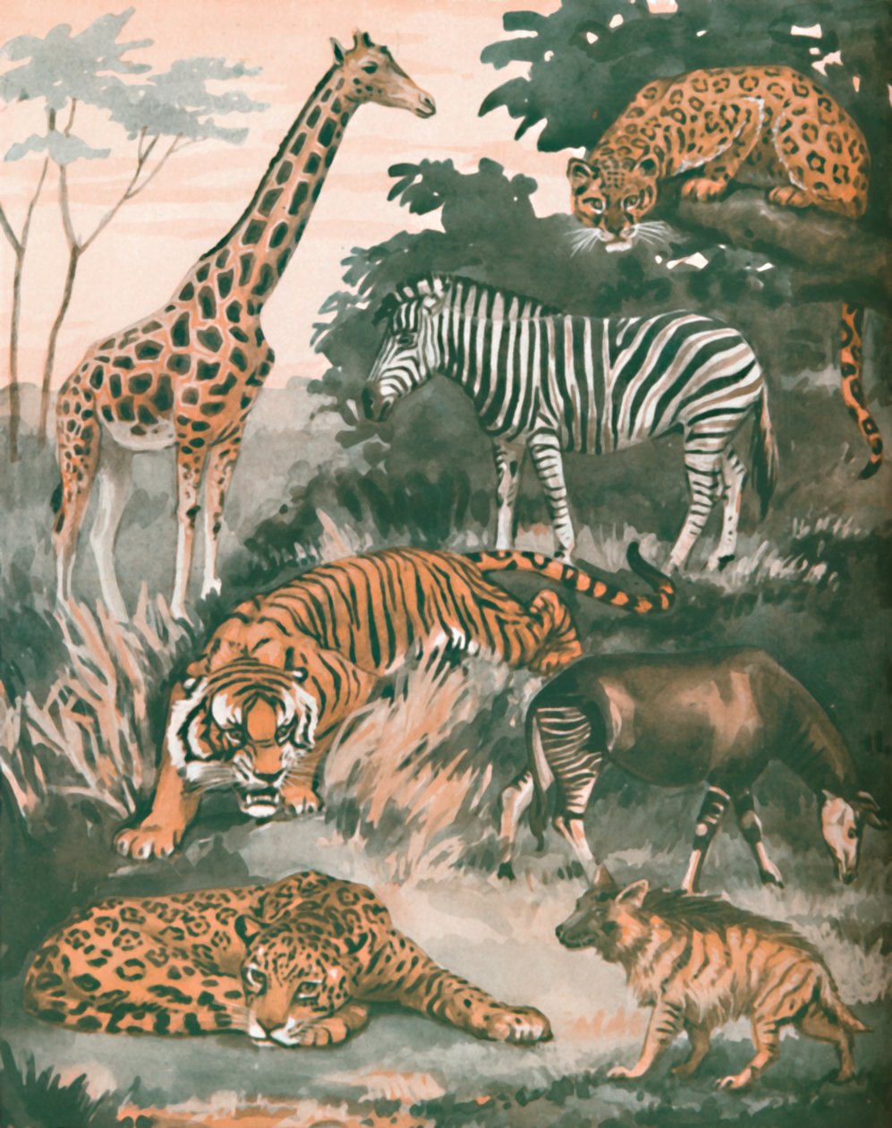 Animali aiutati da macchie e strisce, 1935 da Unbekannt