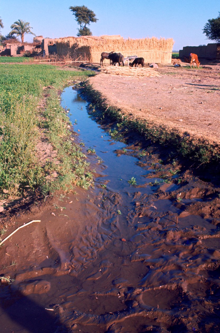 Animali che pascolano accanto a un canale di irrigazione o drenaggio, Egitto, 20° secolo da Unbekannt