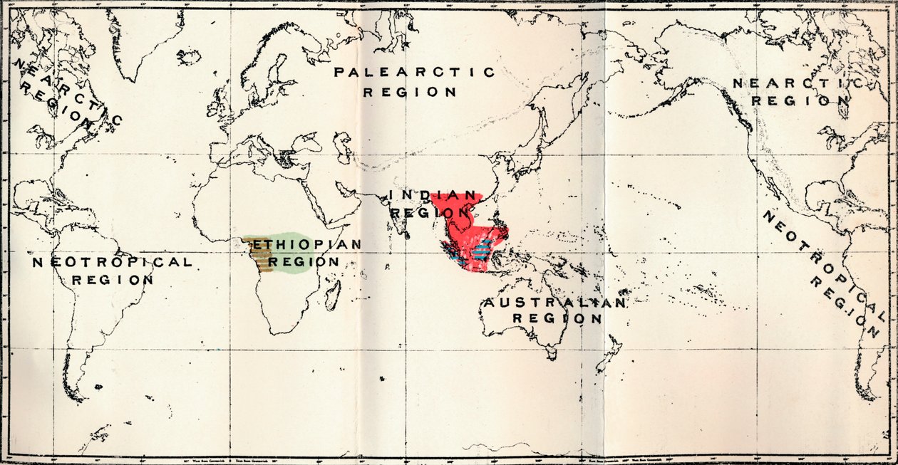 Anthropoidea - Hylobates Rosso, Simia Blu, Gorilla Marrone, Anthropopithecus Verde, 1897 da Unbekannt