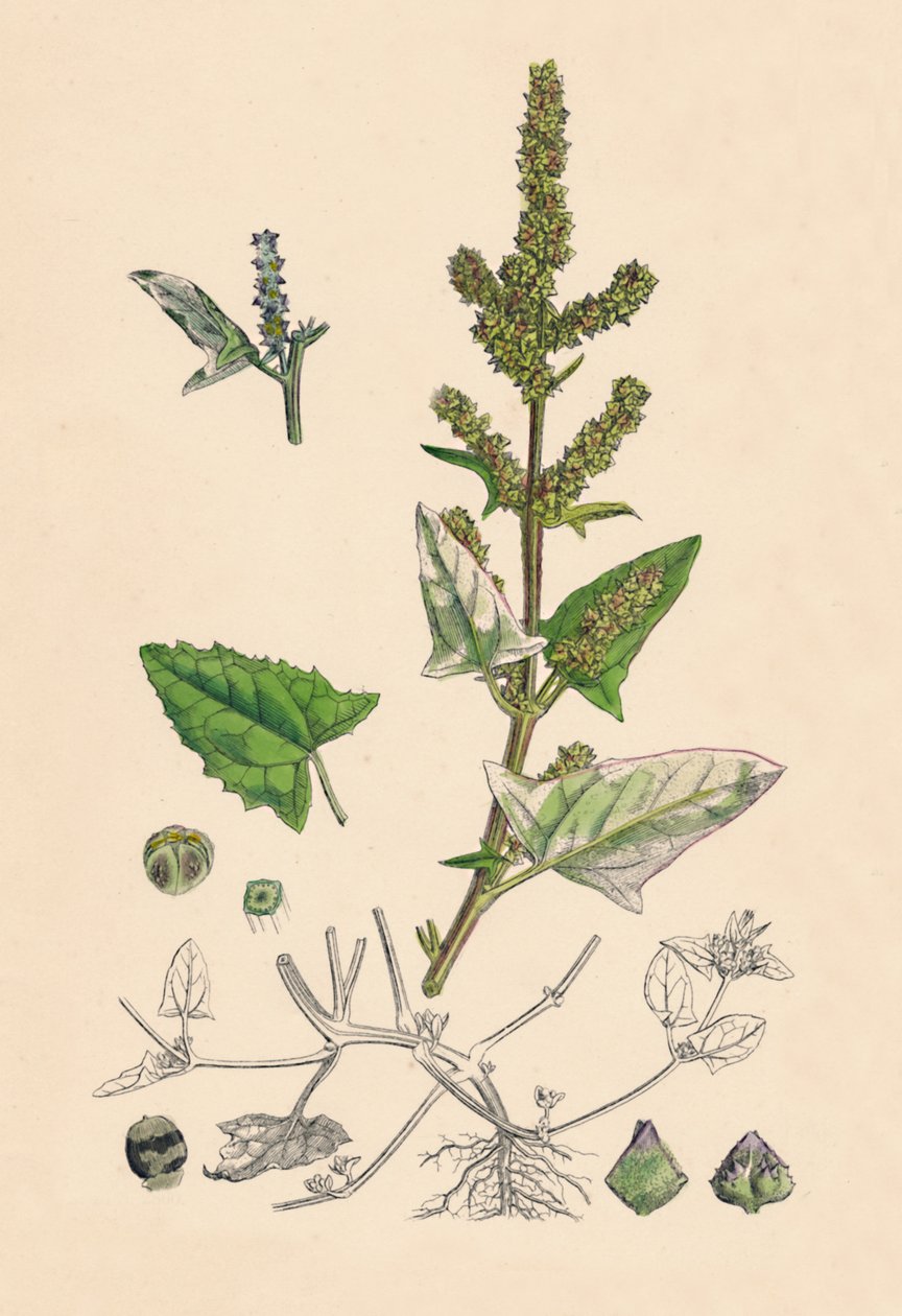Atriplex deltoidea. Orache a foglia triangolare, XIX secolo da Unbekannt