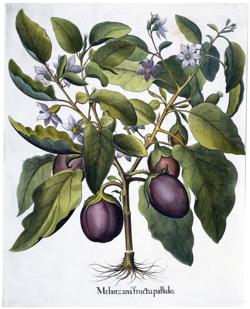 Melanzana, 1613 da Unbekannt