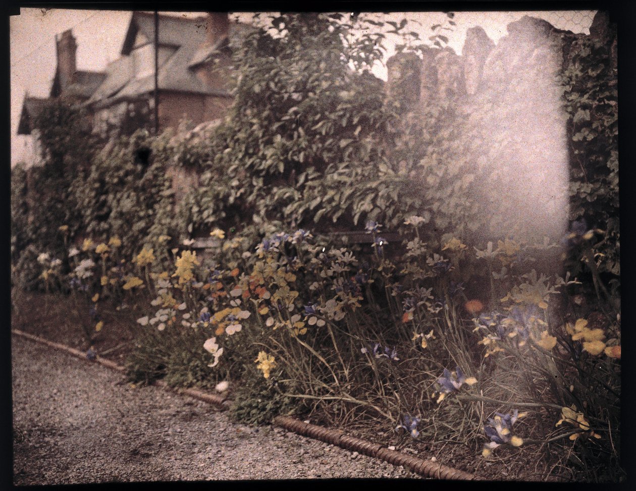 Autochrome di fiori, c 1908 da Unbekannt