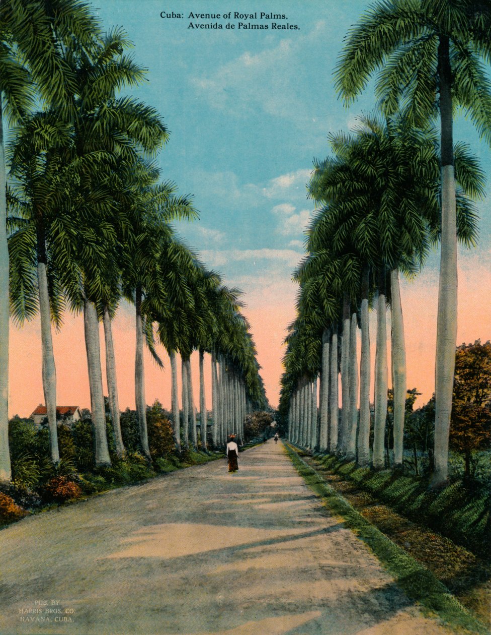 Viale di palme reali, Cuba, c1920 da Unbekannt