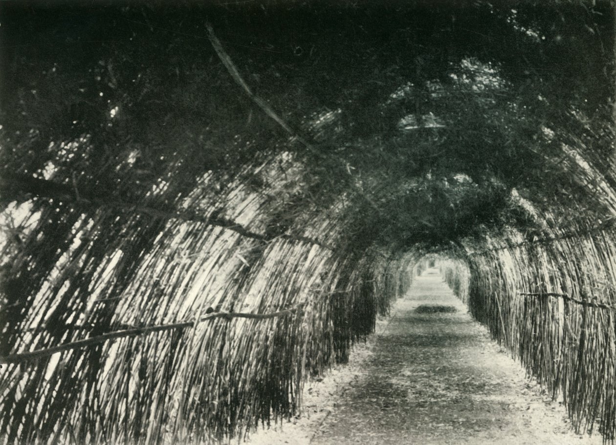 Viale di bambù a Barrackpore, 1904, 1925 da Unbekannt