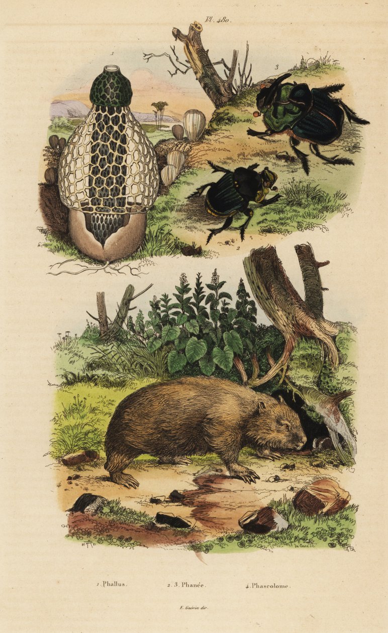 Fungo di bambù, Phallus indusiatus 1, scarabei stercorari, Coprophanaeus ensifer 2 e Diabroctis mimas 3, e vombato comune, Vombatus ursinus 4 da Unbekannt