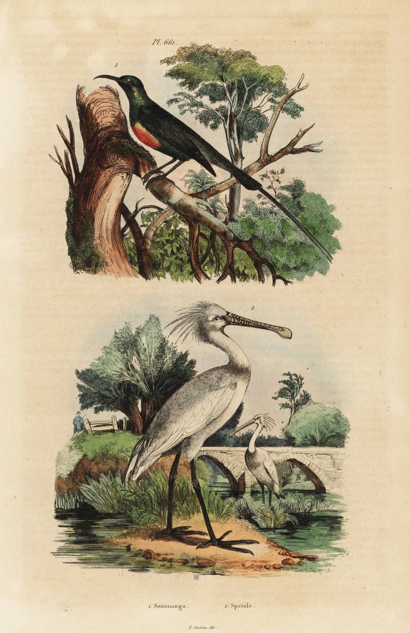 Nettarinia splendida, Cinnyris pulchella, e spatola comune, Platalea leucorodia da Unbekannt