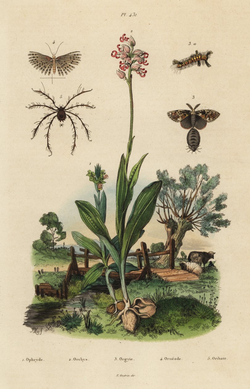 Orchidea ape, orchidea scimmia, falena arrugginita, falena a venti piume, acaro Oribata geniculata da Unbekannt