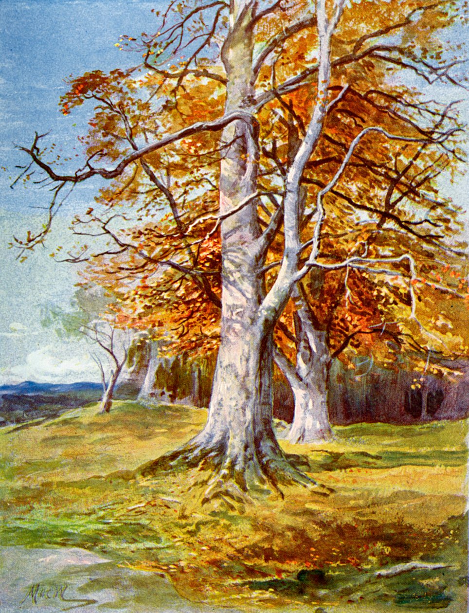 Faggio, Autunno, 1900 da Unbekannt