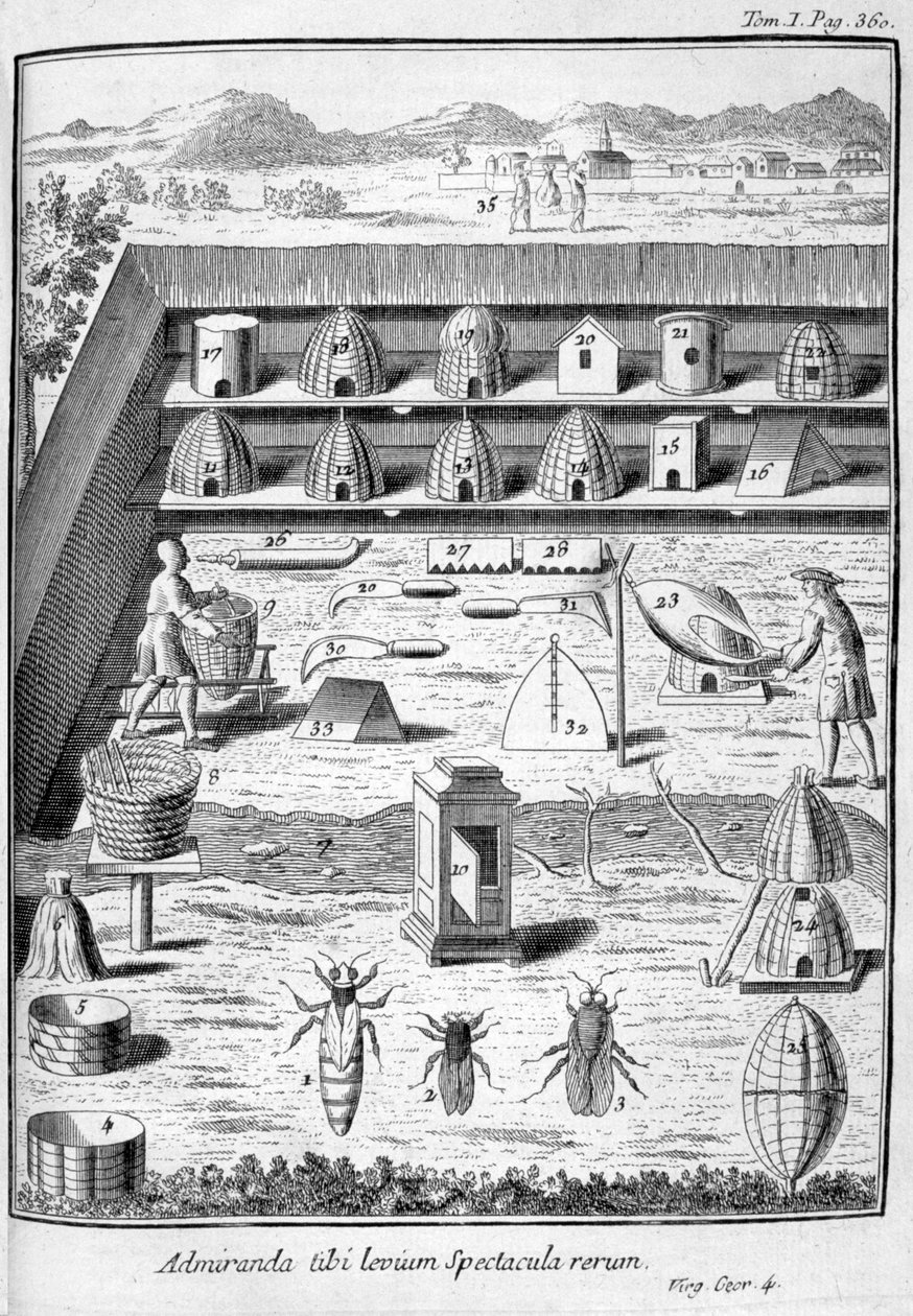Apicoltura, 1775 da Unbekannt