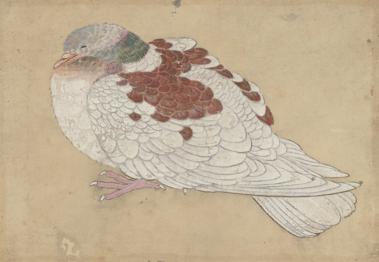 Uccello, XVIII secolo da Unbekannt