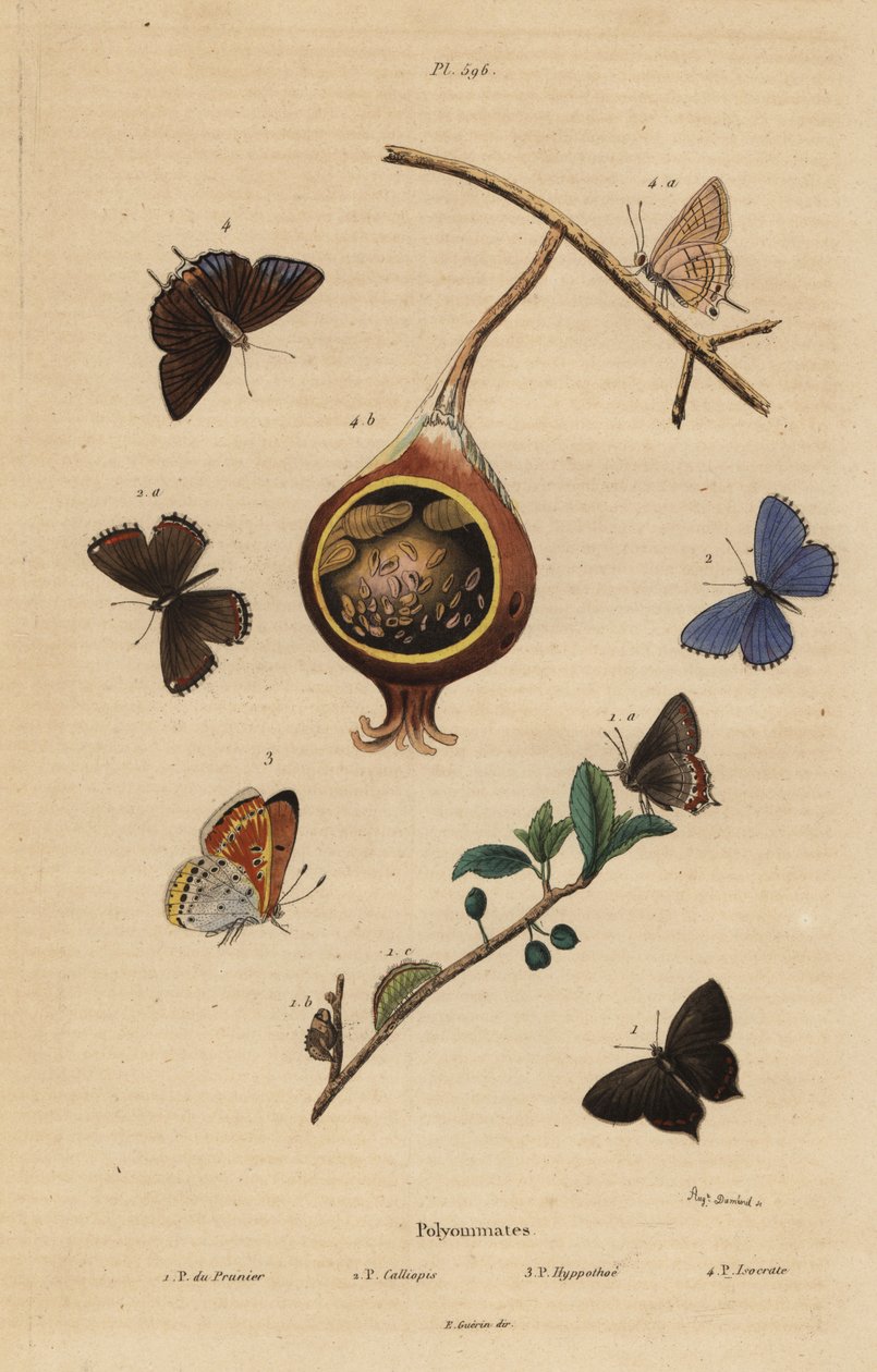 Farfalla nera, Satyrium pruni 1, farfalla blu comune, Polyommatus icarus 2, rame con bordo viola, Lycaena hippothoe 3, e guava blu comune, Virachola isocrates 4 da Unbekannt
