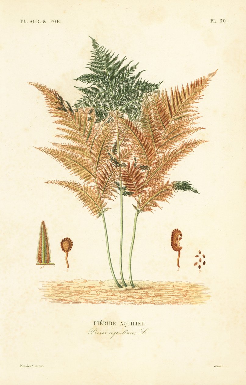 Felce aquilina, Pteridium aquilinum da Unbekannt