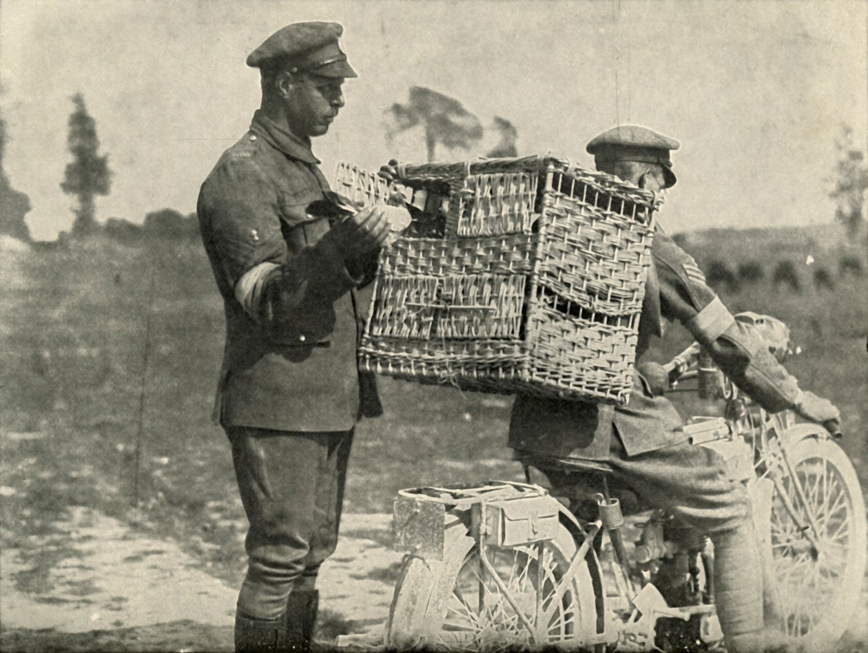 Piccioni viaggiatori dell