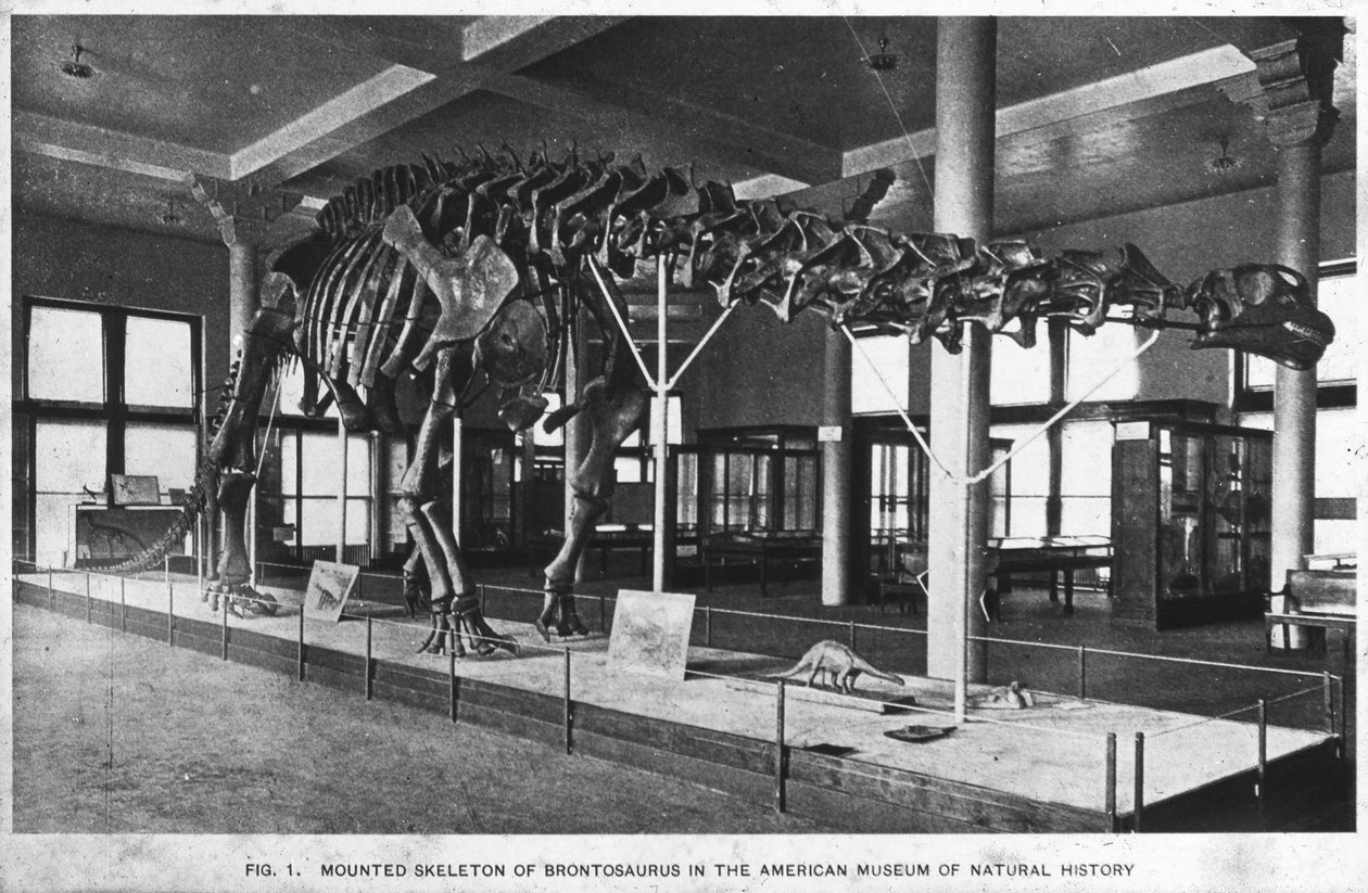 Scheletro di Brontosauro, Museo Americano di Storia Naturale, New York, USA, primi XX secolo da Unbekannt