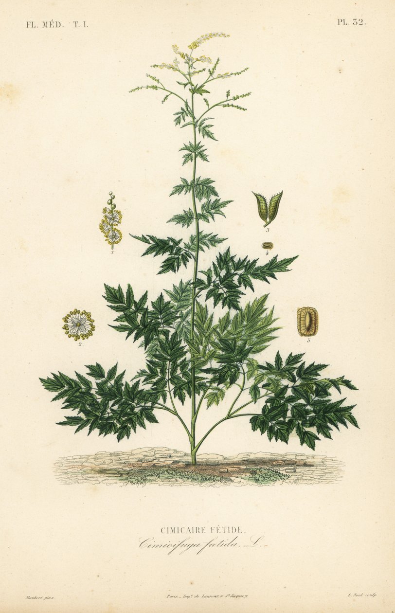 Cimicifuga o cohosh, Actaea cimicifuga, Cimicifuga foetida, Cimicaire fetide da Unbekannt