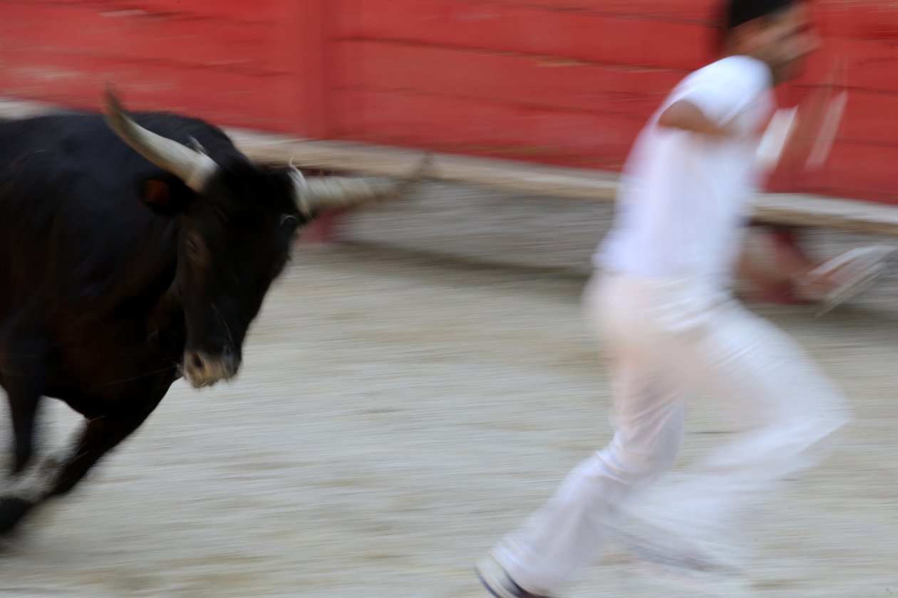 Corse camarguaise. Uno spettacolo incruento (per i tori) in cui l