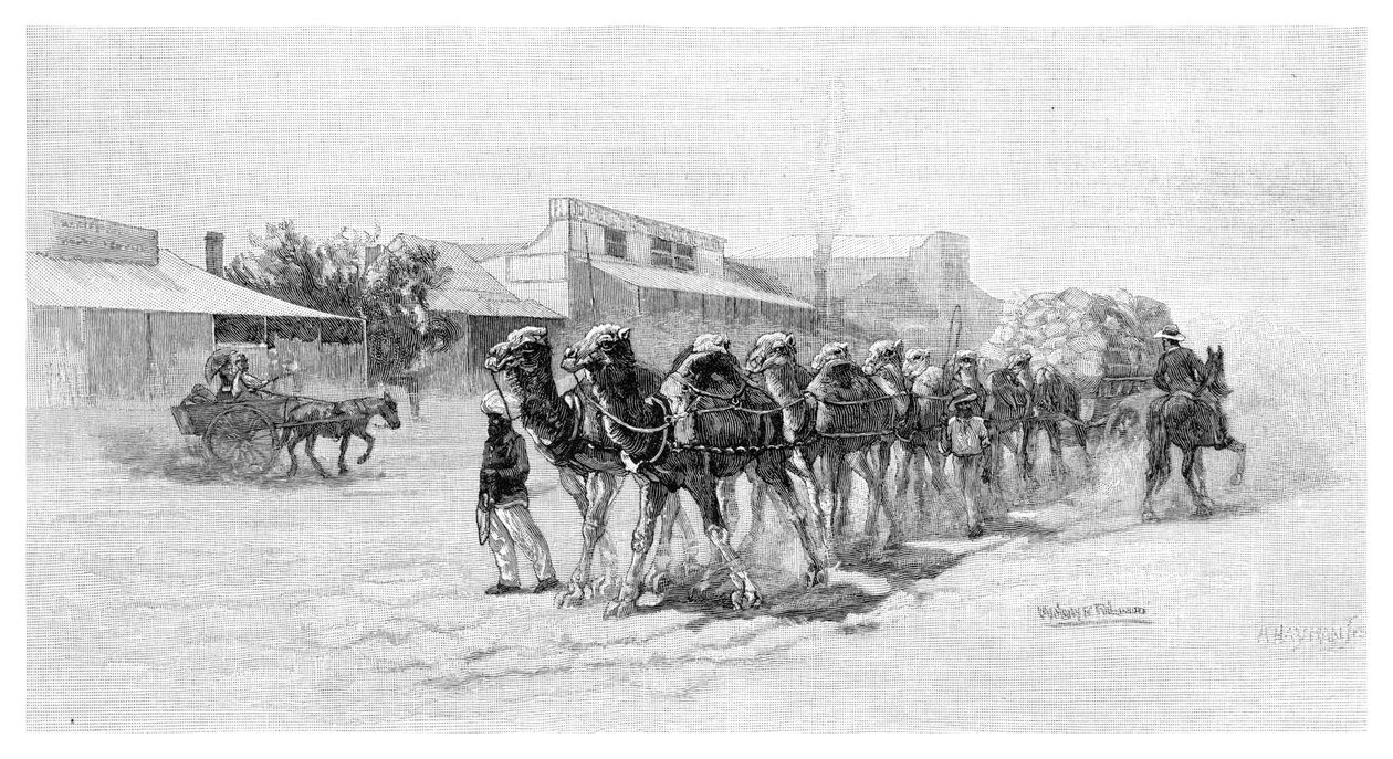 Squadra di cammelli, Wilcannia, Nuovo Galles del Sud, Australia, 1886 da Unbekannt