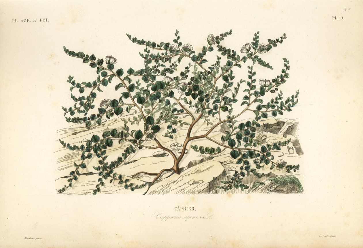 Cappero, Capparis spinosa da Unbekannt