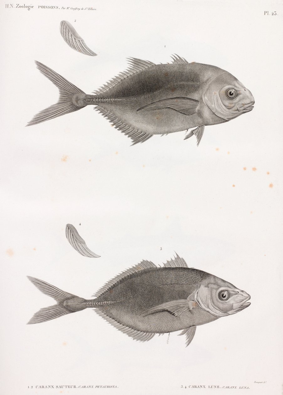 Caranx Sauteur e Caranx Lune da Unbekannt
