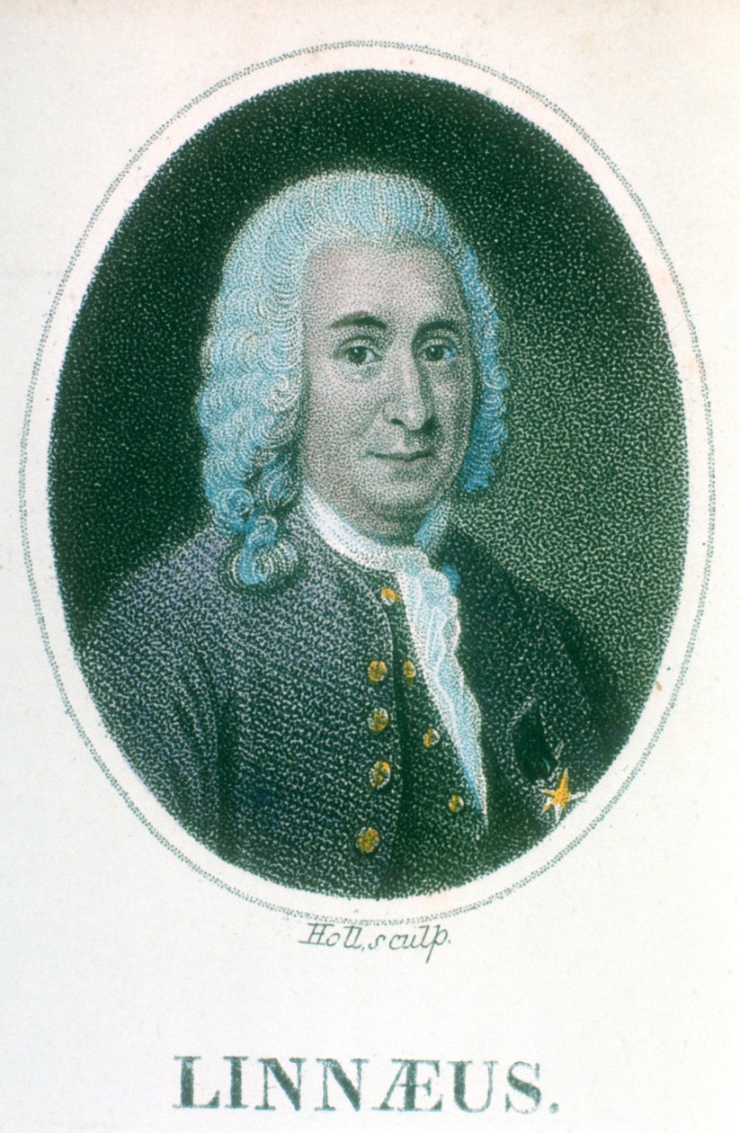 Carolus Linnaeus, naturalista svedese del 18° secolo, inizio 19° secolo da Unbekannt