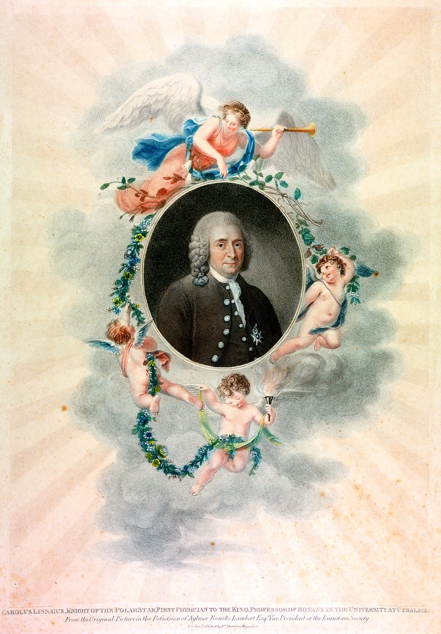 Carolus Linnaeus, naturalista e medico svedese da Unbekannt