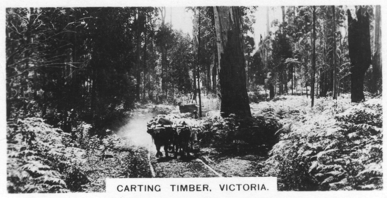 Trasporto di legname, Victoria, Australia, 1928 da Unbekannt