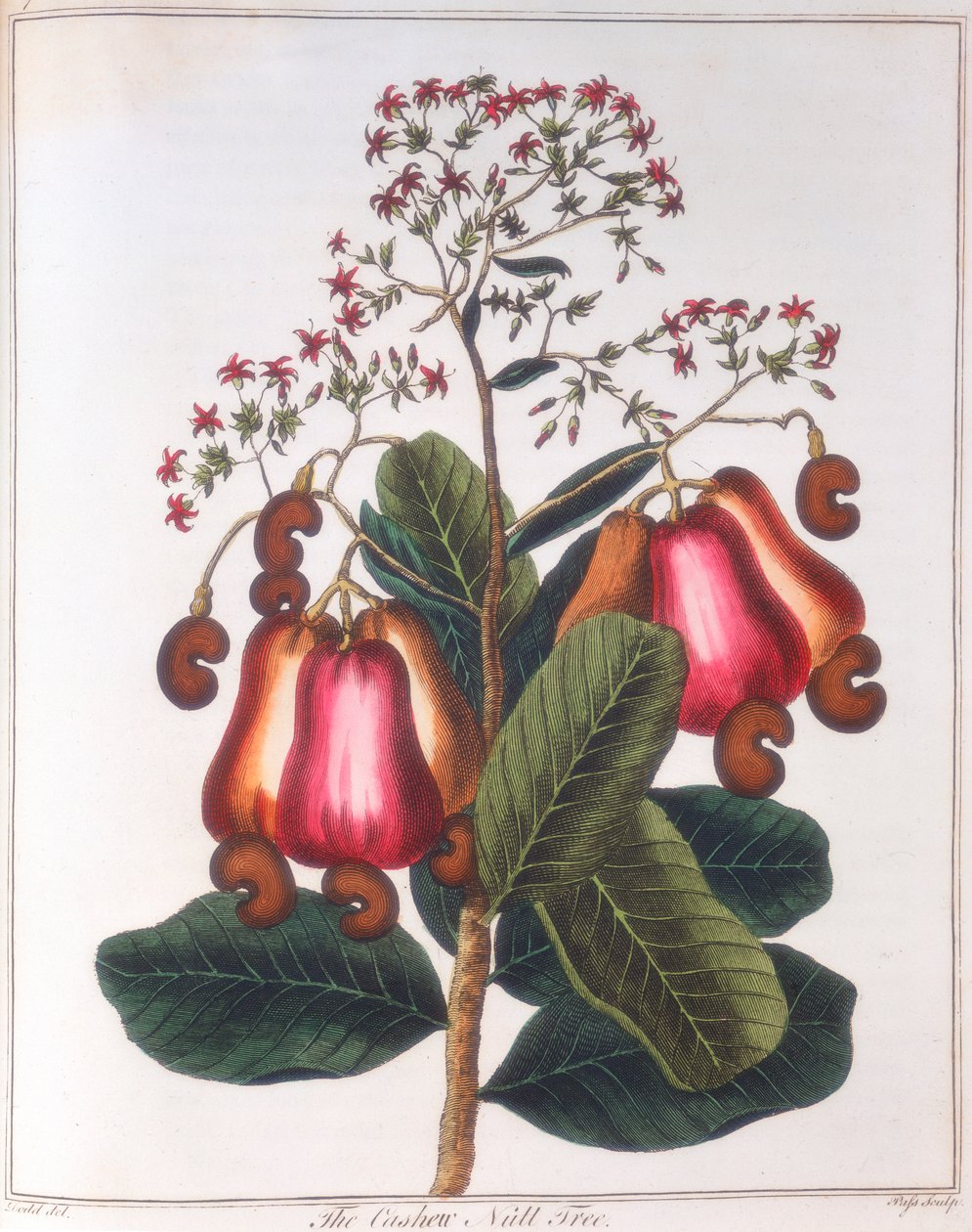 Anacardio - Anacardium occidentale, c1798 da Unbekannt