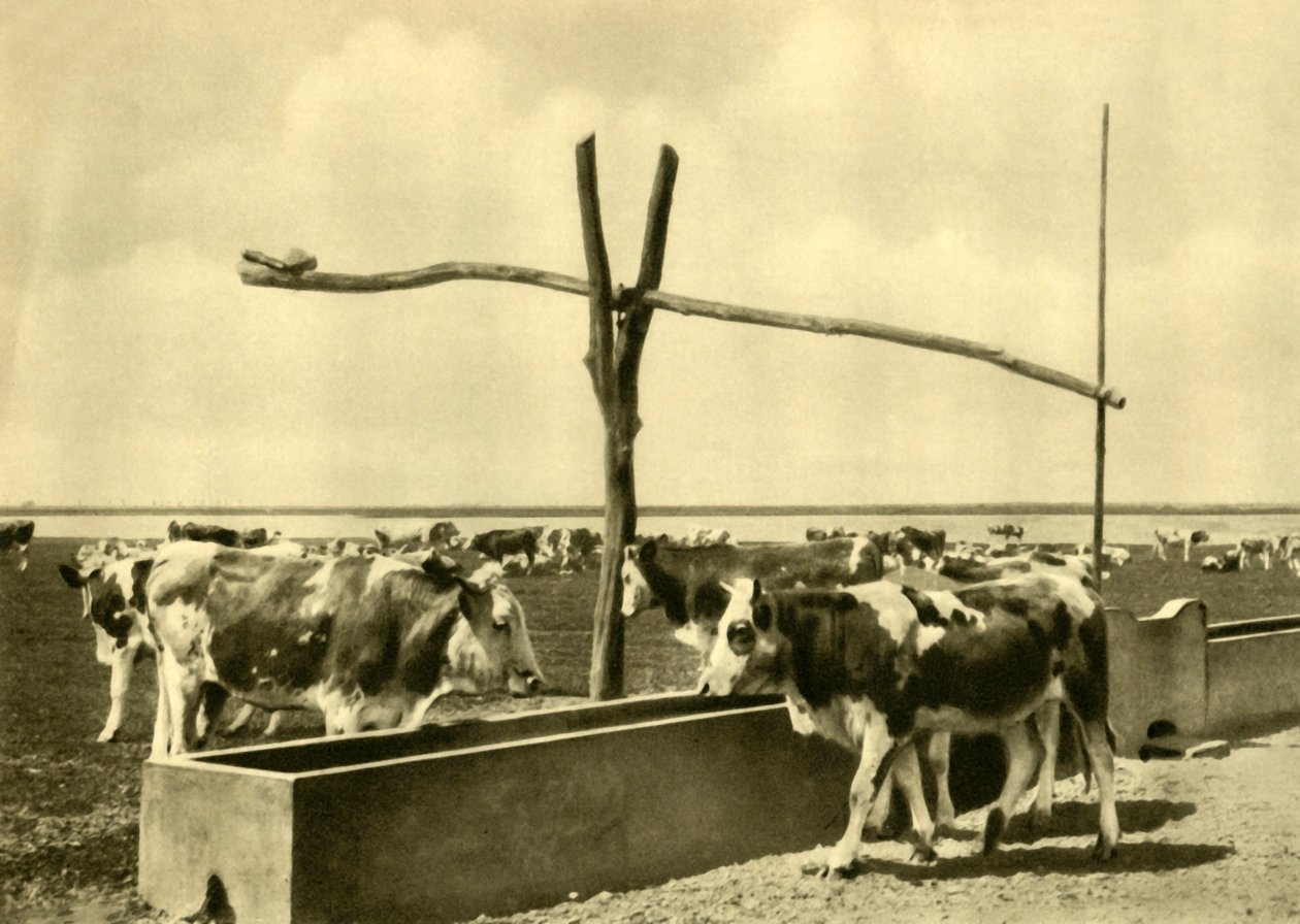 Bovini che bevono a un abbeveratoio, Burgenland, Austria, c1935 da Unbekannt