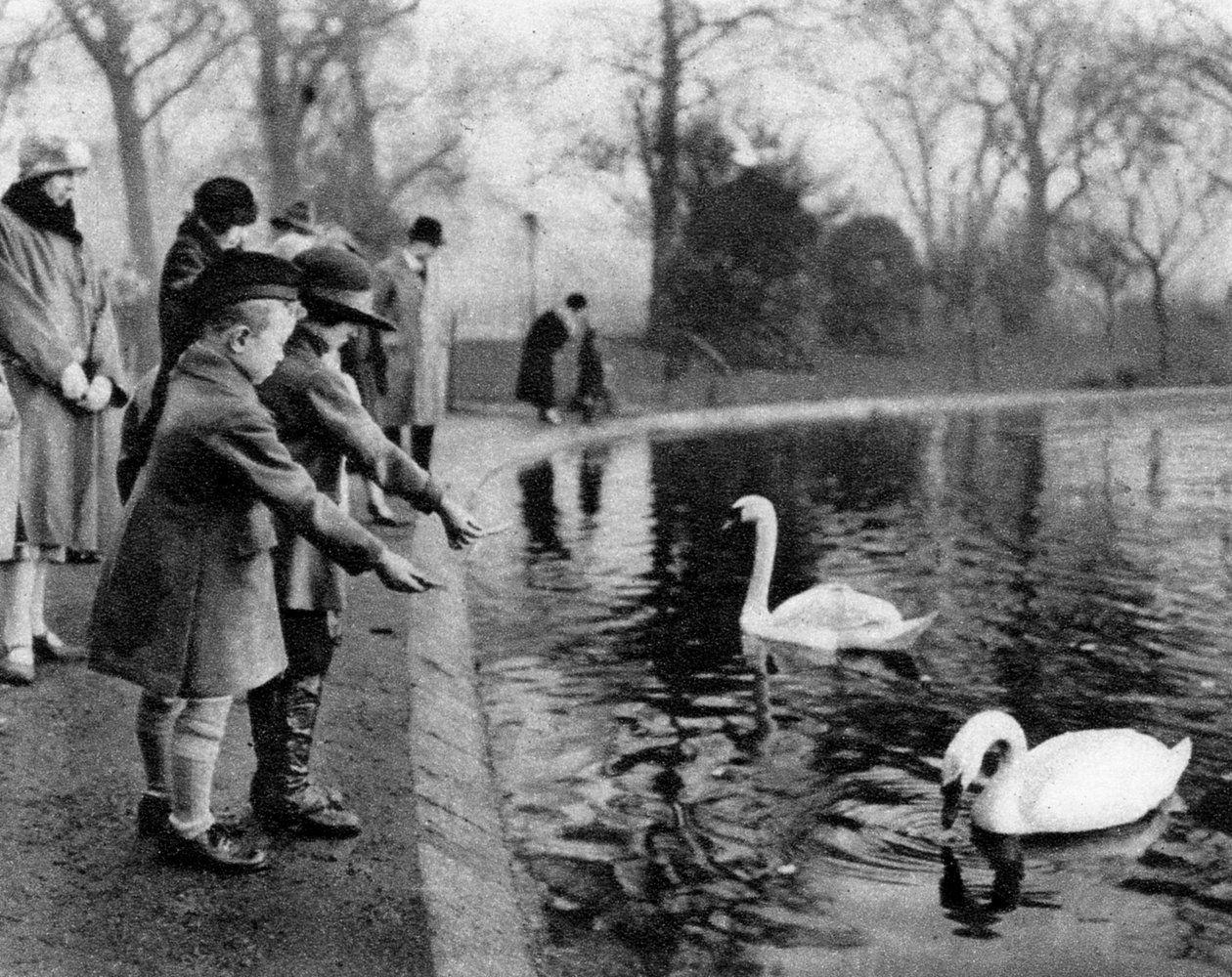 Bambini che nutrono i cigni sul Serpentine, Londra, 1926-1927 da Unbekannt