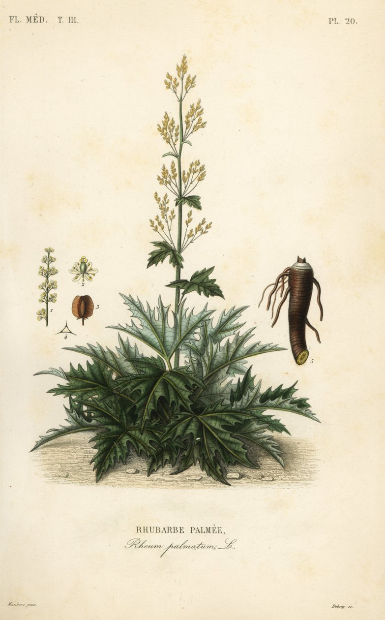 Rabarbaro cinese o radice di rabarbaro, Rheum palmatum da Unbekannt