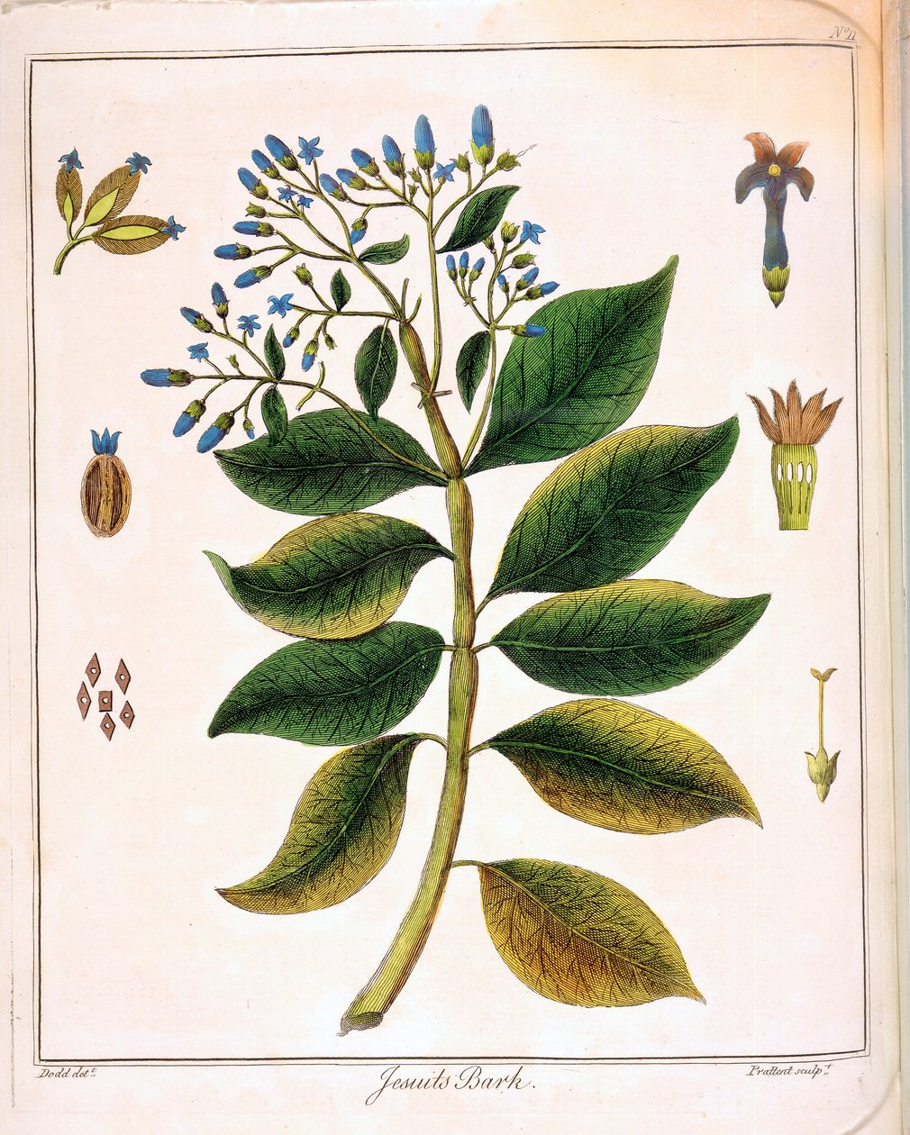 Cinchona dei Gesuiti o corteccia peruviana 1795 da Unbekannt