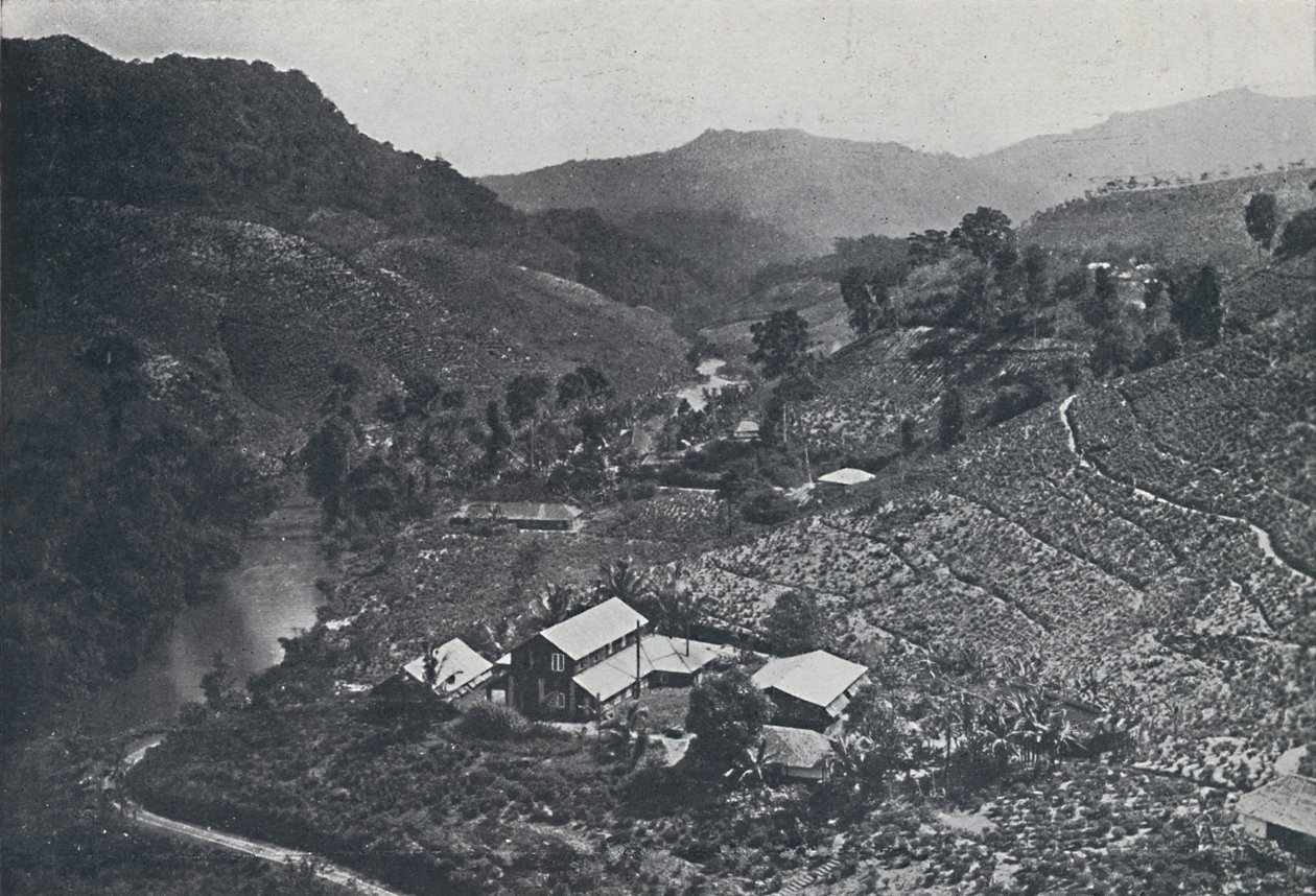 Piantagione di tè cingalese, 1924 da Unbekannt